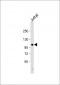 Parg Antibody (C-term)